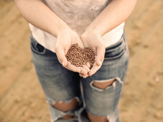 The benefits of Saracen wheat